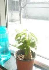 什么花不用浇水,这些花卉无需频繁浇水，轻松养护1