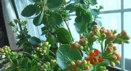 什么花不用浇水,这些花卉无需频繁浇水，轻松养护2