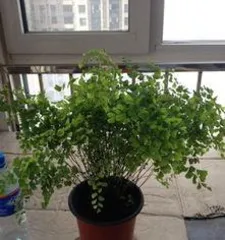 室内种什么盆景好,打造绿色家居的艺术空间1