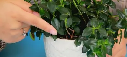 什么花不用浇水,这些花卉无需频繁浇水，轻松养护3