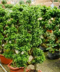 室内种什么盆景好,打造绿色家居的艺术空间2