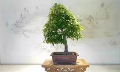 室内种什么盆景好,打造绿色家居的艺术空间3