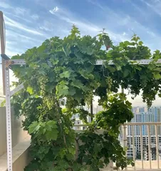 What trees are suitable for planting on the rooftop for good Feng Shui? (Choose the right plants to add good fortune to your rooftop) 1