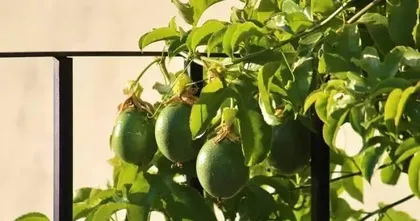 What trees are suitable for planting on the rooftop for good Feng Shui? (Choose the right plants to add good fortune to your rooftop) 2