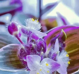 如何科学浇水养护凤仙花？（凤仙花浇水时间、浇水量、浇水方式详解）1