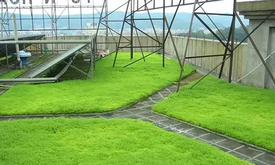 What trees are suitable for planting on the rooftop for good Feng Shui? (Choose the right plants to add good fortune to your rooftop) 3