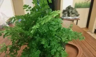 Woody Plant Leaf Care Guide: Understanding and Solutions for Dry Leaves