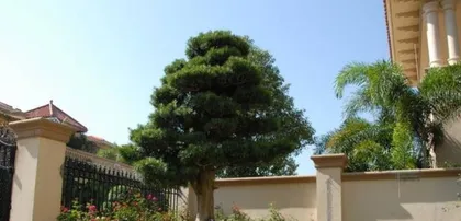 Courtyard Tree Selection and Maintenance (Creating a Green Ecosystem for a Private Courtyard) 2