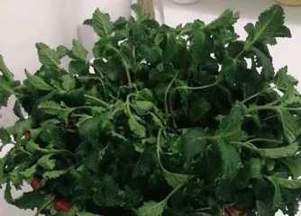 Woody Plant Leaf Care Guide: Understanding and Solutions for Dry Leaves 2