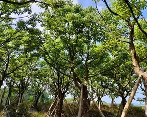 Courtyard Tree Selection and Maintenance (Creating a Green Ecosystem for a Private Courtyard) 3
