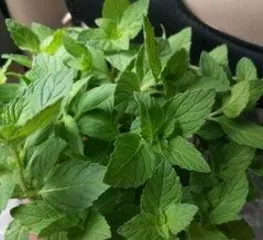 Woody Plant Leaf Care Guide: Understanding and Solutions for Dry Leaves 3