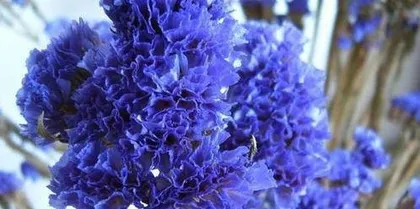 How to grow forget-me-nots, planting and care tips, creating a beautiful garden 1