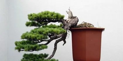 What soil is good for bonsai, the secret to creating a healthy bonsai 1