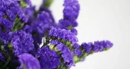 How to grow forget-me-nots, planting and care tips, creating a beautiful garden 2