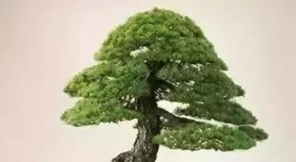 What soil is good for bonsai, the secret to creating a healthy bonsai 2