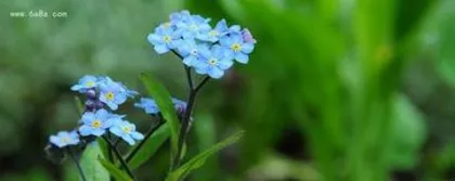 How to grow forget-me-nots, planting and care tips, creating a beautiful garden 3