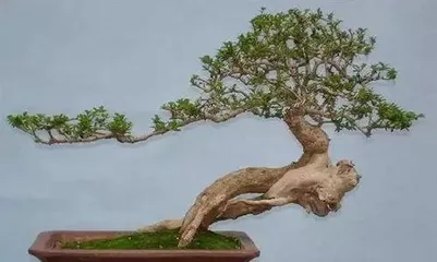 What soil is good for bonsai, the secret to creating a healthy bonsai 3