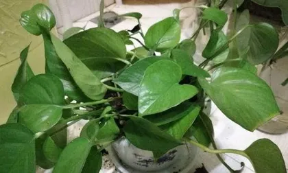 How to propagate pothos, easily master the way of propagating indoor green plants 0