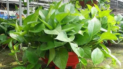 How to propagate pothos, easily master the way of propagating indoor green plants 1