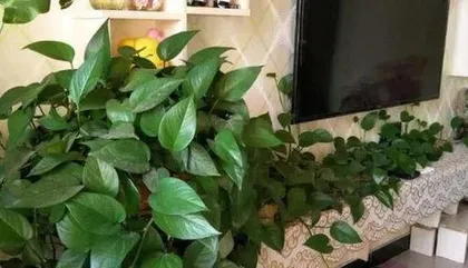 How to propagate pothos, easily master the way of propagating indoor green plants 2