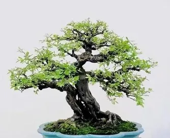 How to Care for Home Miniature bonsai tree, Embarking on an Artistic Journey to Create a Green Home