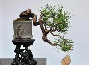 How to Care for Indoor Bonsai, Creating an Artistic Journey of Green Home 1