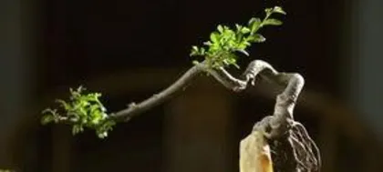 How to Care for Indoor Bonsai, Creating an Artistic Journey of Green Home 2