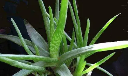 How to use aloe vera leaves, revealing the magical uses and methods of aloe vera leaves