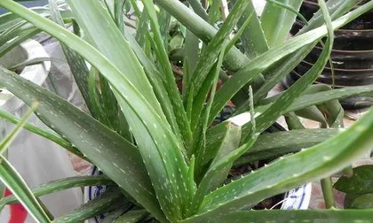 How to use aloe vera leaves, revealing the magical uses and methods of aloe vera leaves
