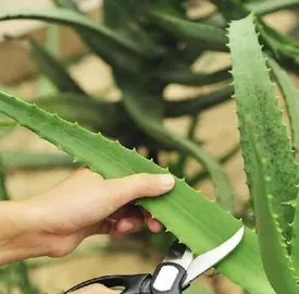 How to use aloe vera leaves, revealing the magical uses and methods of aloe vera leaves