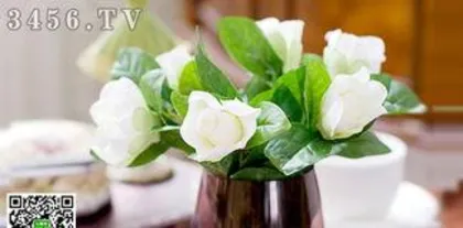 How to hydroponically grow jasmines, jasmine hydroponic cultivation skills and growth process analysis 0