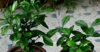 How to hydroponically grow jasmines, jasmine hydroponic cultivation skills and growth process analysis 1