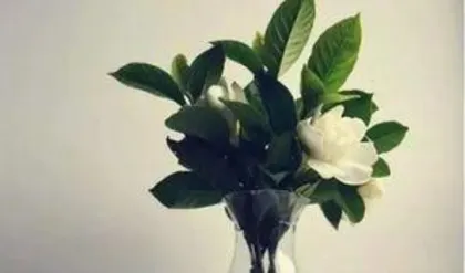 How to hydroponically grow jasmines, jasmine hydroponic cultivation skills and growth process analysis 2