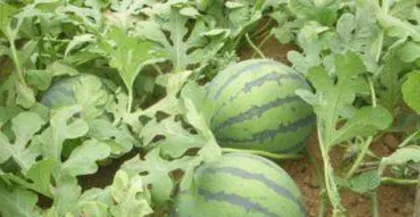 How to grow watermelon, practical guide from seed to harvest 0