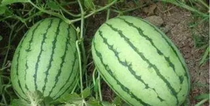 How to grow watermelon, practical guide from seed to harvest 1