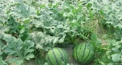 How to grow watermelon, practical guide from seed to harvest 2