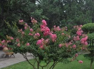 How to Care for a Crape Myrtle Tree: The Secret to Creating a Beautiful Garden1