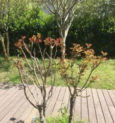 How to Care for a Crape Myrtle Tree: The Secret to Creating a Beautiful Garden2