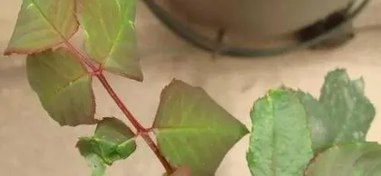 What to do if rose leaves curl, causes of curling rose leaves and prevention strategies