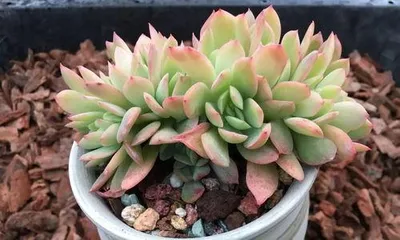 How to repot the chubby plant, a complete analysis of the techniques for repotting succulent plants