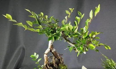 A Comprehensive Guide to Cultivating Elm Tree Stumps (Detailed Explanation of Care, Methods, Precautions, etc.)0