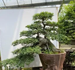 A Comprehensive Guide to Cultivating Elm Tree Stumps (Detailed Explanation of Care, Methods, Precautions, etc.)1