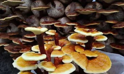 How to Water BonsaiLingzhi, Watering Techniques and Daily Care Tips