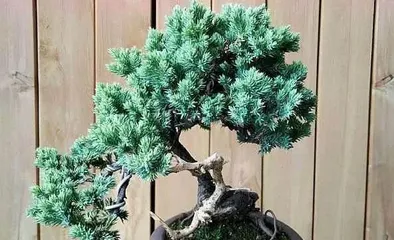 How to Care for Buxus Topiary, Comprehensive Guide on Buxus Topiary Maintenance and Shaping Techniques