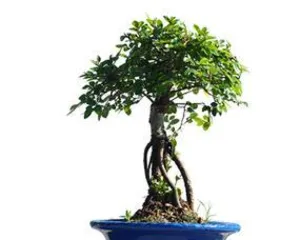 A Comprehensive Guide to Cultivating Elm Tree Stumps (Detailed Explanation of Care, Methods, Precautions, etc.)2