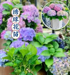 Bleeding Heart Care Ultimate Guide (New Favorite for Home Decor, Making Your Home More Beautiful)1