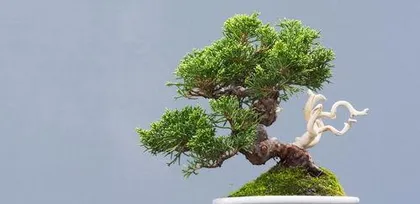 How to Care for Buxus Topiary, Comprehensive Guide on Buxus Topiary Maintenance and Shaping Techniques1