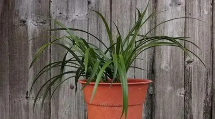What kind of pot should be used to plant longan, the secret to choosing the right pot