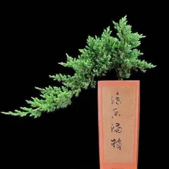 How to Care for Buxus Topiary, Comprehensive Guide on Buxus Topiary Maintenance and Shaping Techniques2