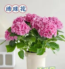 Bleeding Heart Care Ultimate Guide (New Favorite for Home Decor, Making Your Home More Beautiful)2